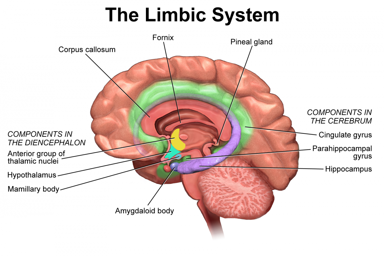 limbic system что это