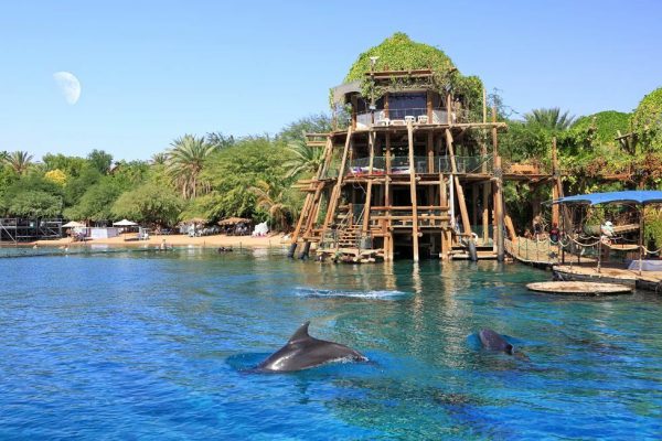 dolphin reef