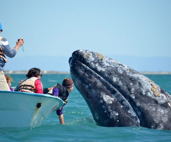 touching whales