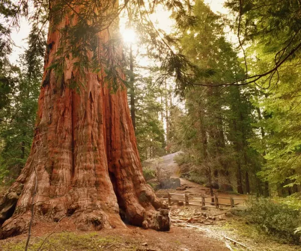 SEQUOIA